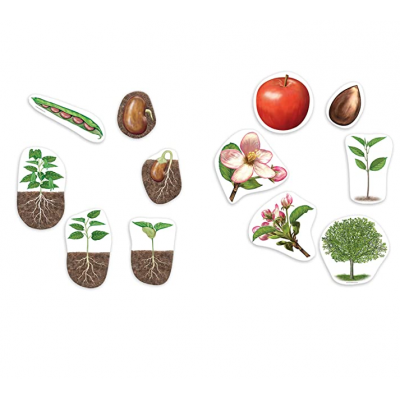 Plant life cycle Magnetic stickers/Education toys